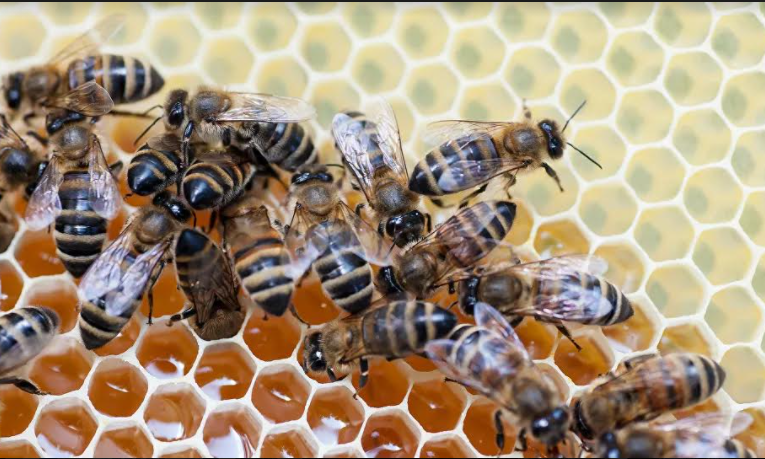 Medidas antidumping dos EUA podem inviabilizar exportações de mel do Brasil, opina especialista